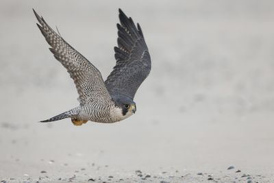 Slechtvalk - Peregrine Falcon - Falco peregrinus