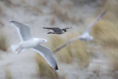 Slechtvalk - Peregrine Falcon - Falco peregrinus