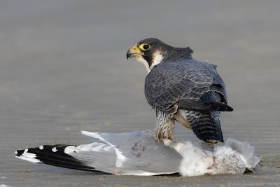 Slechtvalk - Peregrine Falcon - Falco peregrinus