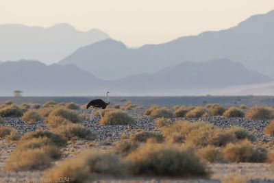 Common Ostrich - Struisvogel - Struthio camelus