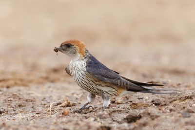 Greater Striped Swallow - Kaapse Zwaluw - Cecropis cucullata