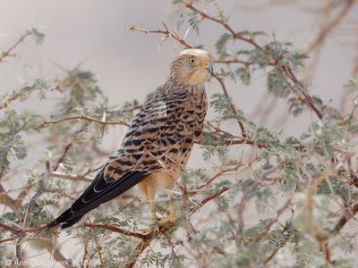Greater Kestrel - Grote Torenvalk - Falco rupicoloides