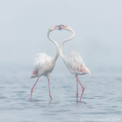 Greater Flamingo -  Flamingo - Phoenicopterus roseus	