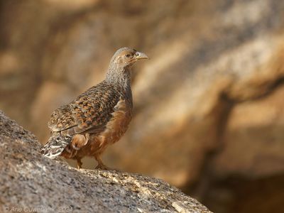 Hartlaubs Spurfowl - Harlaubs Frankolein - Pternistis hartlaubi