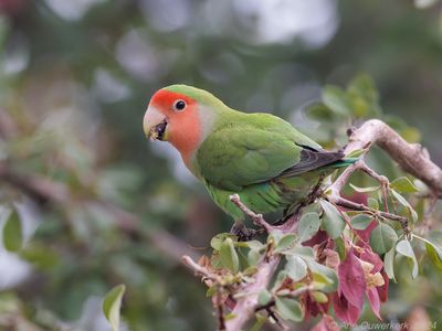 Rosy-faced Loverbird - Perzikkopagapornis - Agapornis roseicollis