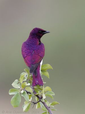 Violet-backed Starling - Amethistspreeuw - Cinnyricinclus leucogaster