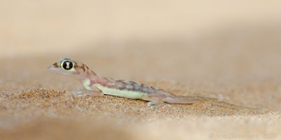 Namib Dune Gecko - Woestijngekko -Pachydactylus rangei