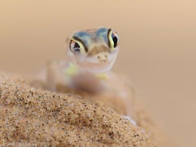 Namib Dune Gecko - Woestijngekko -Pachydactylus rangei