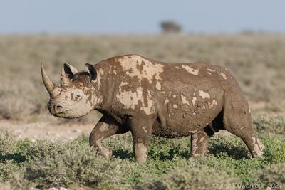 Black Rhinoceros - Zwarte Neushoorn - Diceros bicornis