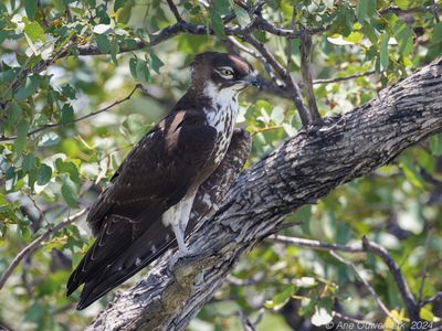 Bat Hawk - Vleermuiswouw - Macheiramphus alcinus