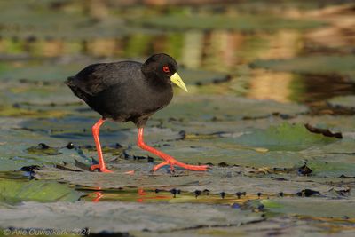 Black Crake - Zwart Porseleinhoen - Zapornia flavirostra