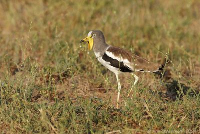 White-crowned Lapwing - Witkruinkievit - Vanellus albiceps