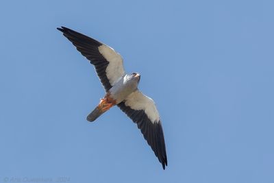 Amur Falcon - Amoerroodpootvalk - Falco amurensis
