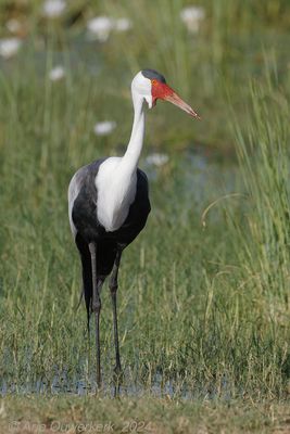 Wattled Crane - Lelkraanvogel - Bugeranus carunculatus