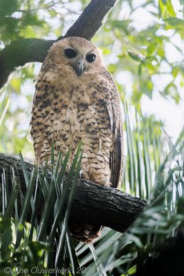 Pel's Fishing Owl - Pels Visuil - Scotopelia peli