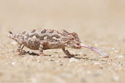 Namaqua Chameleon - Woestijnkameleon - Chamaeleo namaquensis