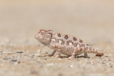 Namaqua Chameleon - Woestijnkameleon - Chamaeleo namaquensis