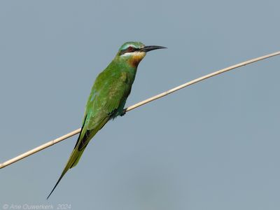 Blue-cheeked Bee-eater - Groene Bijeneter - Merops persicus