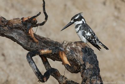 Pied Kingfisher - Bonte IJsvogel -  Ceryle rudis