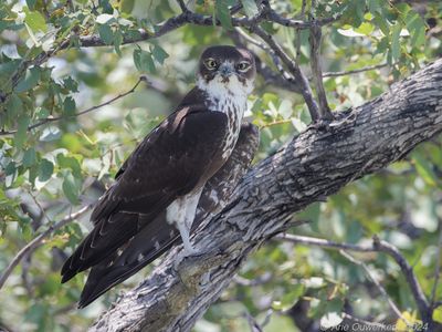 Bat Hawk - Vleermuiswouw - Macheiramphus alcinus