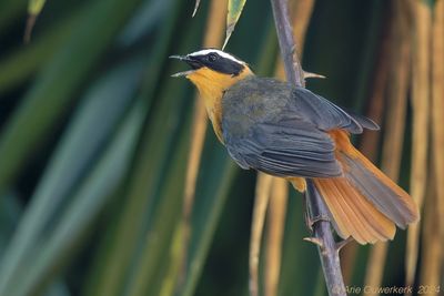 White-crowned Robin-Chat - Schubkaplawaaimaket - Cossypha albicapillus