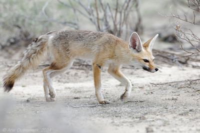 Cape Fox - Kaapse Vos - Vulpes chama