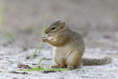 Smith's Bush Squirrel - Boomeekhoorn - Paraxerus cepapi