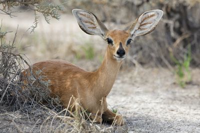 Steenbok - Steenbokantilope - Raphicerus campestris