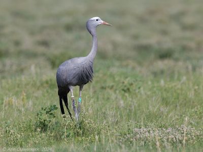 Blue Crane - Stanleys Kraanvogel - Grus paradisea