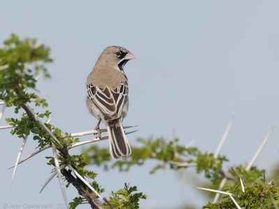 Scaly-feathered Weaver - Baardmanwever - Sporopipes squamifrons