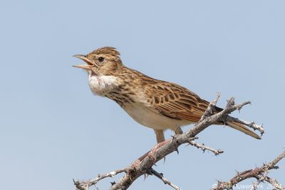 Etosha, Halali