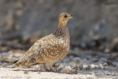 Burchells Sandgrouse - Bont Zandhoen - Pterocles burchelli