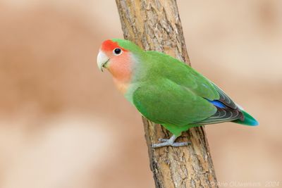 Rosy-faced Loverbird - Perzikkopagapornis - Agapornis roseicollis