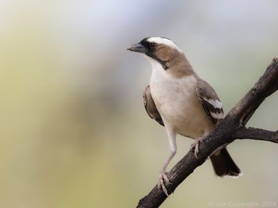 White-browed Sparrow-weaver - Mahaliwever - Plocepasser mahali