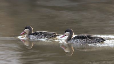 Red-billed Teal - Roodbekpijlstaart - Anas erythrorhyncha