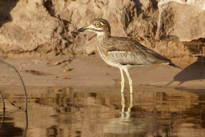 Water Thick-knee - Watergriel - Burhinus vermiculatus