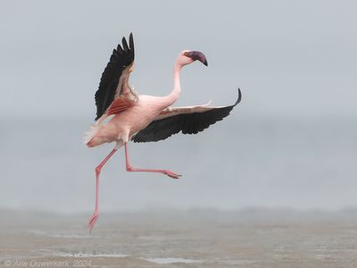 Lesser Flamingo - Kleine Flamingo - Phoeniconaias minor