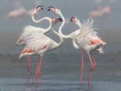 Greater Flamingo - Flamingo - Phoenicopterus roseus