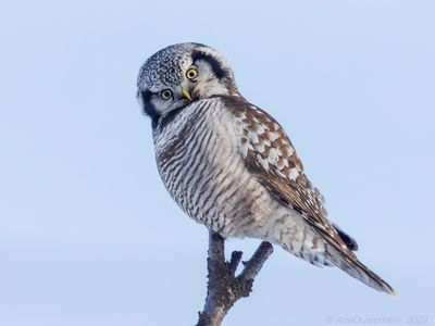 Sperweruil - Northern Hawk Owl - Surnia ulula