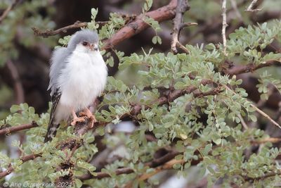 Pygmy Falcon - Afrikaanse Dwergvalk - Polihierax semitorquatus