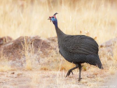 Helmeted Guineafowl - Helmparelhoen - Numida meleagris