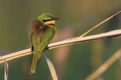 Little Bee-eater - Dwergbijeneter - Merops pusillus