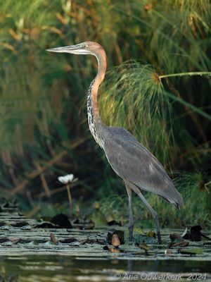 Goliath Heron - Reuzenreiger - Ardea goliath