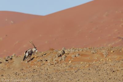 South African Oryx - Gemsbok - Oryx gazella