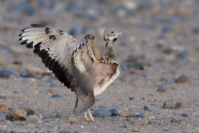 Rppells Korhaan - Rppells Trap - Eupodotis rueppellii