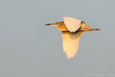 Squacco Heron - Ralreiger - Ardeola ralloides