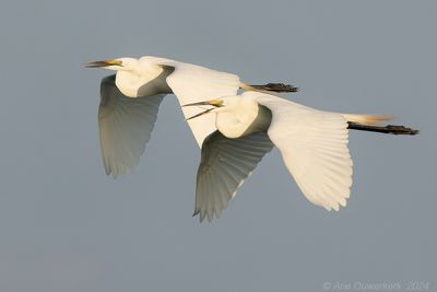 Great Egret - Grote Zilverreiger - Adrdea Alba