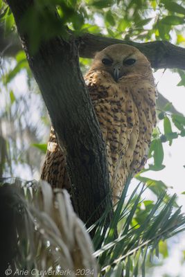 Pel's Fishing Owl - Pels Visuil - Scotopelia peli