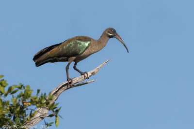 Hadada Ibis - Hadada-ibis - Bostrychia hagedash