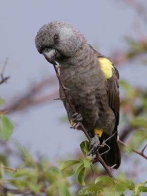 Ruppell's Parrot - Ruppells Papegaai - Poicephalus rueppellii